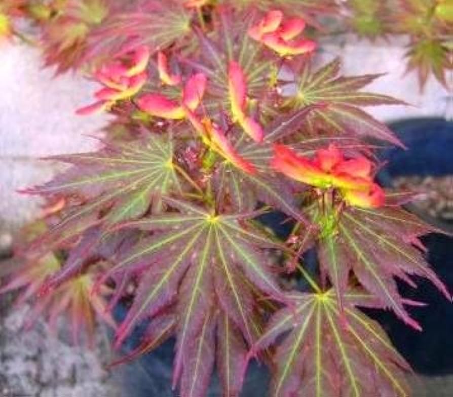 Johnny&#39;s - めーぷる Buy Acer palmatum 'Kurenai jishi' Red Lion Japanese Maple
